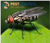 Fly Control Brisbane image 3